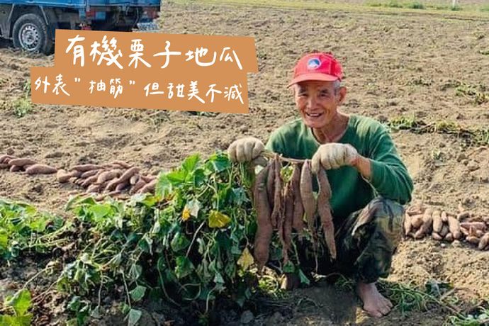 外表「抽筋」但甜美不減的有機栗子地瓜