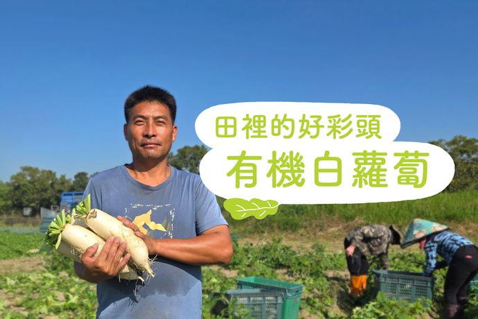 田裡的好彩頭 有機白蘿蔔