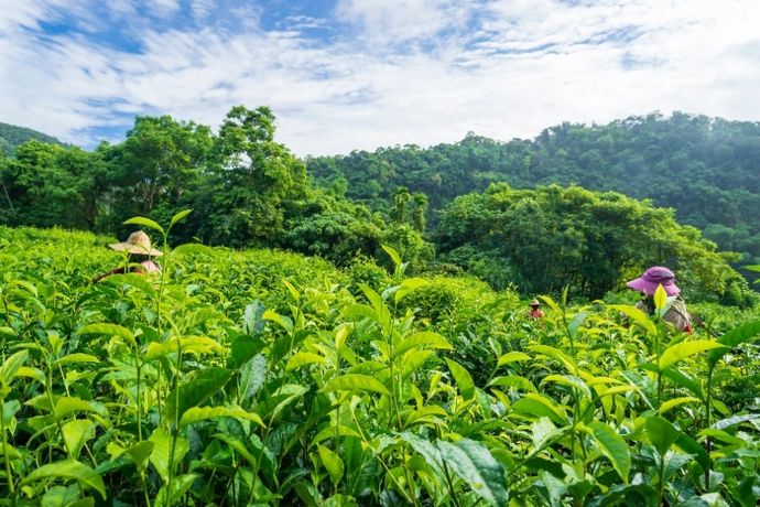 品一口土地的芳香 有機茶