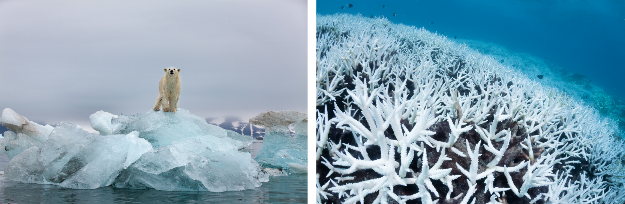 因全球暖化造成海平面上升，影響北極熊的棲地；而珊瑚碑是許多海洋生物的避風港，大規模的珊瑚白化，將為海洋生態帶來不可逆的影響。