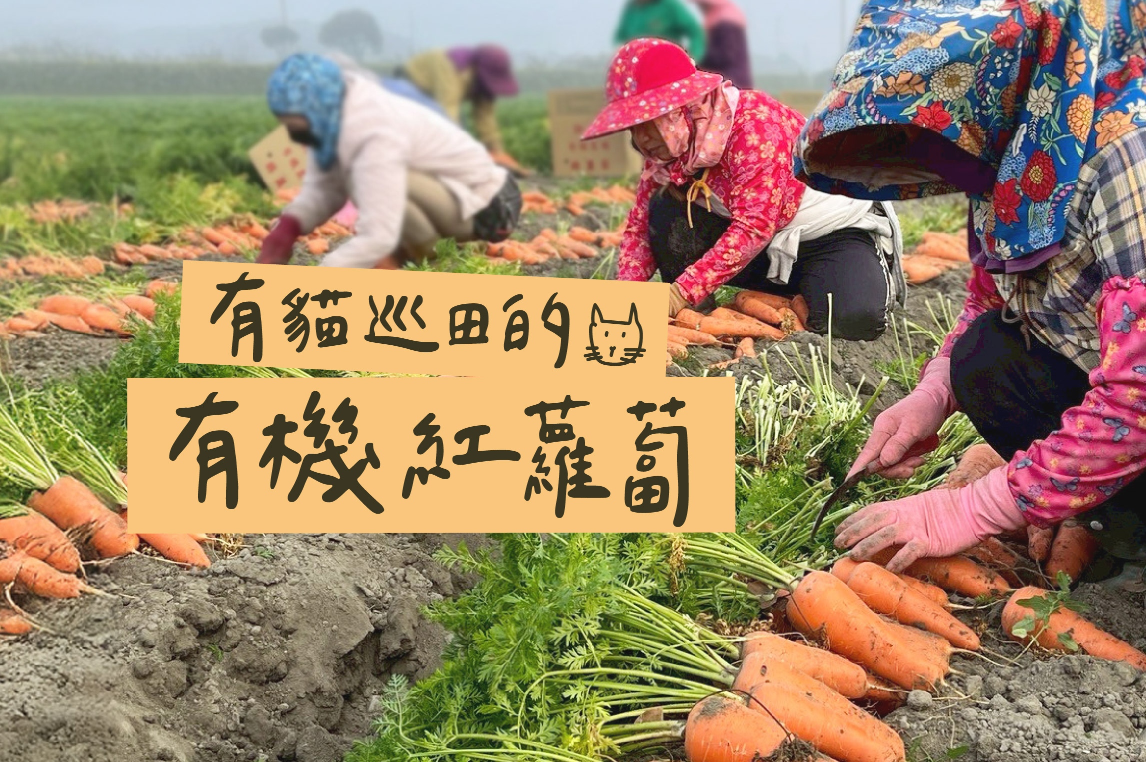 用互助灌溉!有機紅蘿蔔