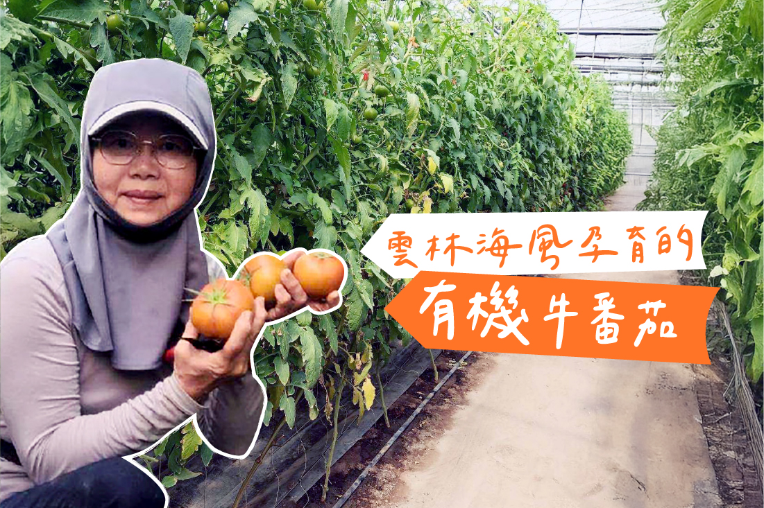 雲林海風孕育的有機牛番茄