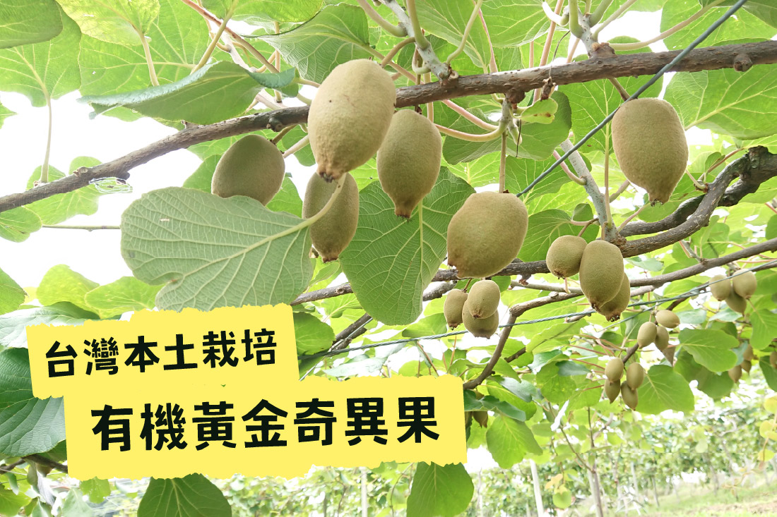 在地才有的9分熟美味！台灣本土栽培的有機黃金奇異果