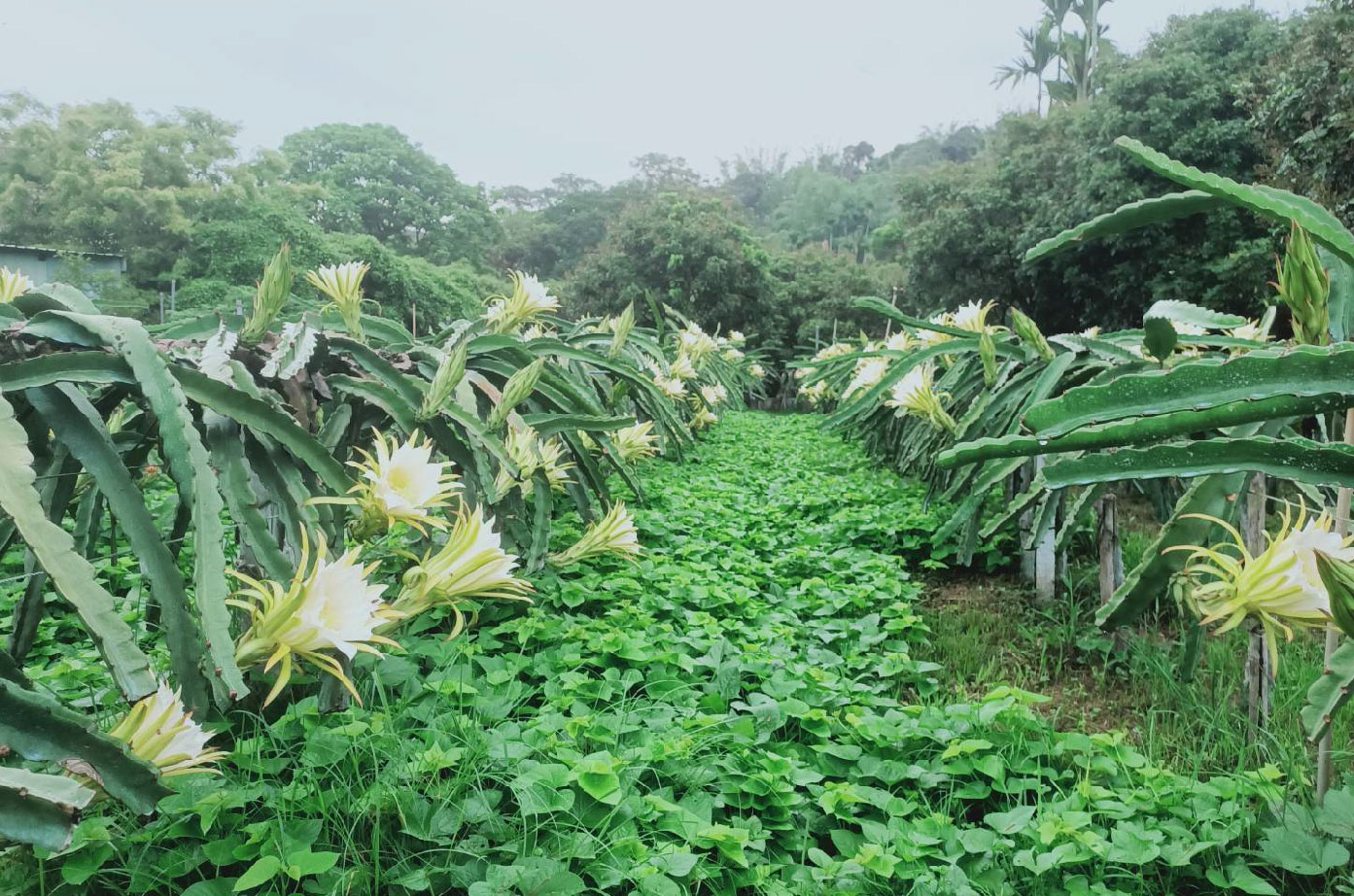 火龍果開花