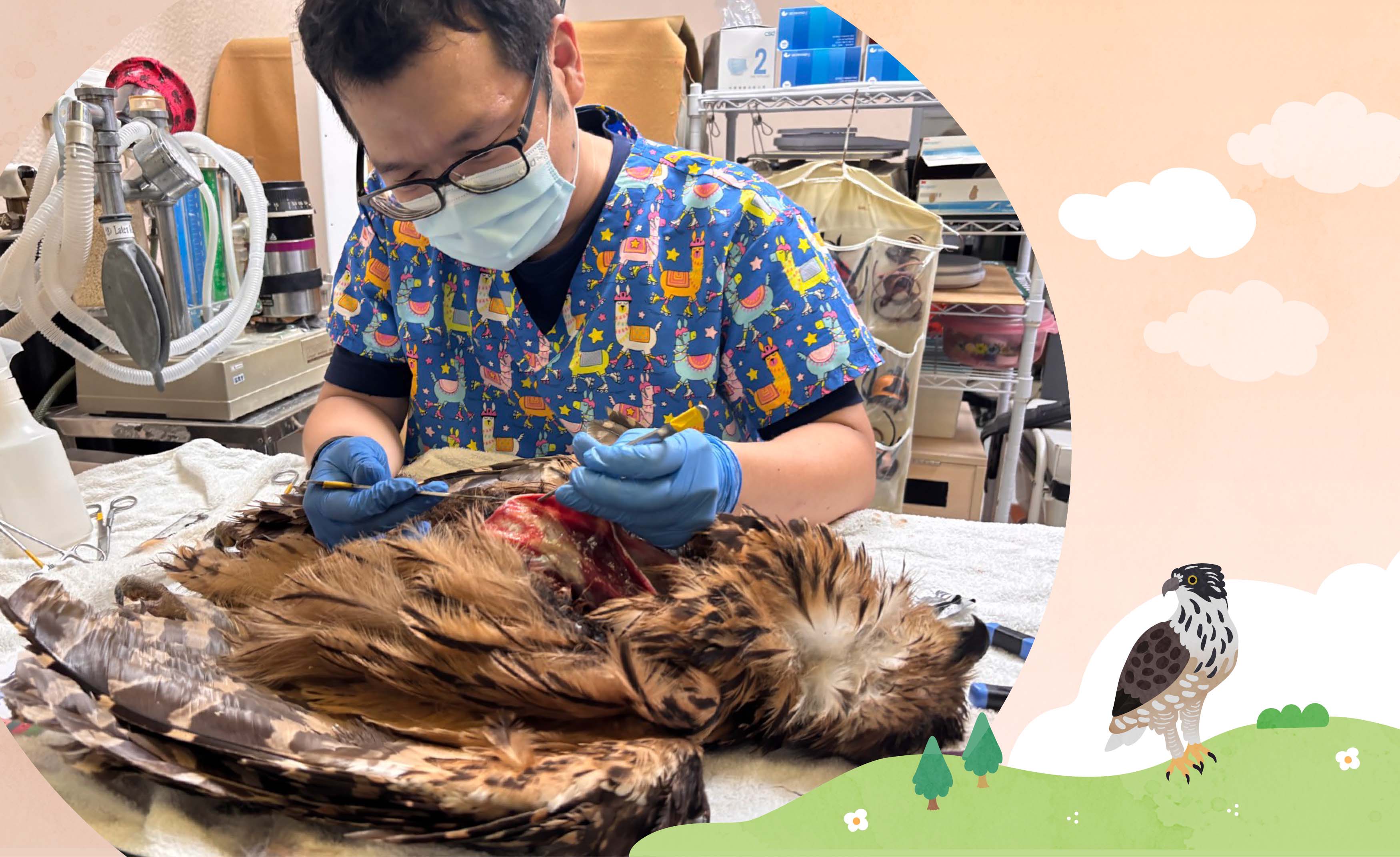 一起守護,讓猛禽自在飛翔
