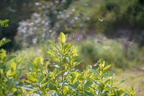 綠色植物與動物1