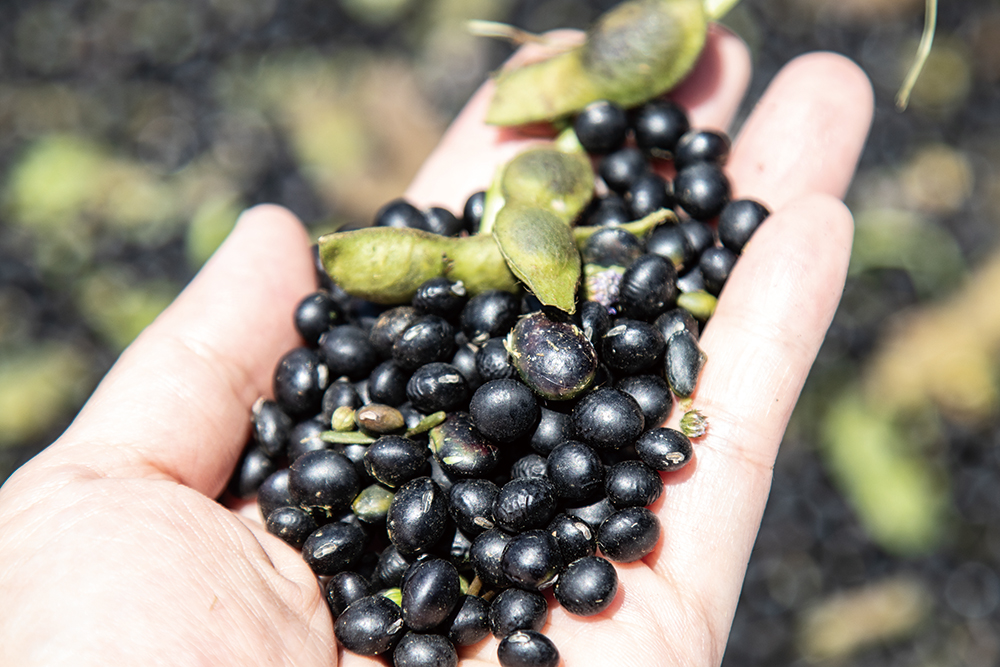 富有光澤的飽滿有機黑豆，也是花蓮好豆重要的有機作物代表之一。