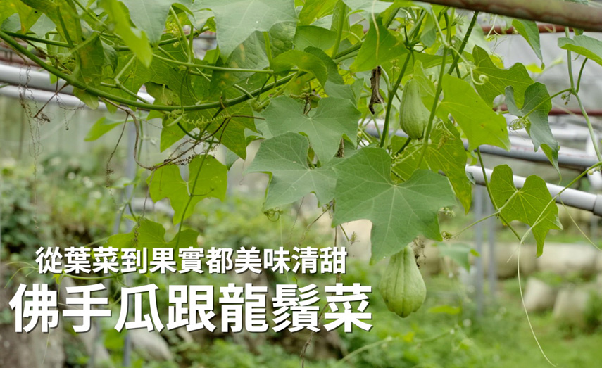 葉菜到果實都清甜－佛手瓜與龍鬚菜