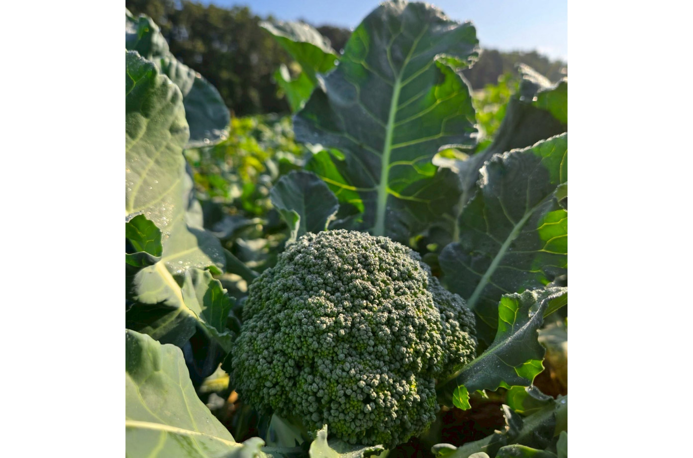 茁壯有機青花椰菜