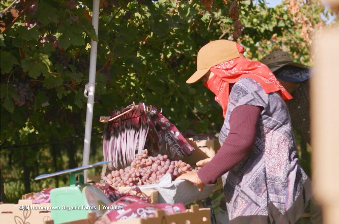 截圖 Homegrown Organic Farms |YouTube