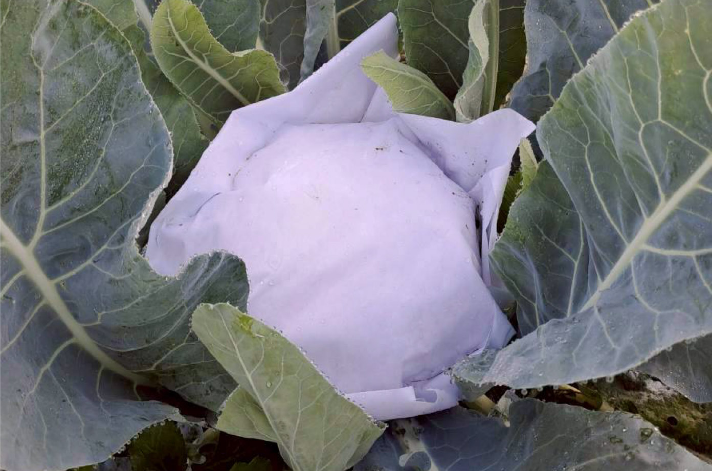 包覆白紙的白花椰菜