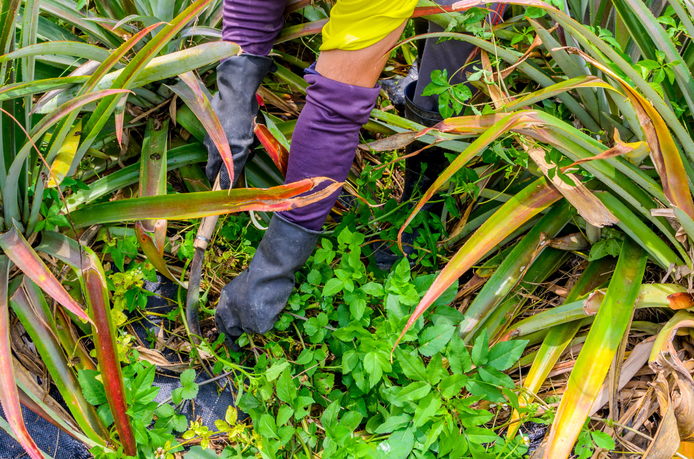 鳳梨田除草 / 黃基峰攝