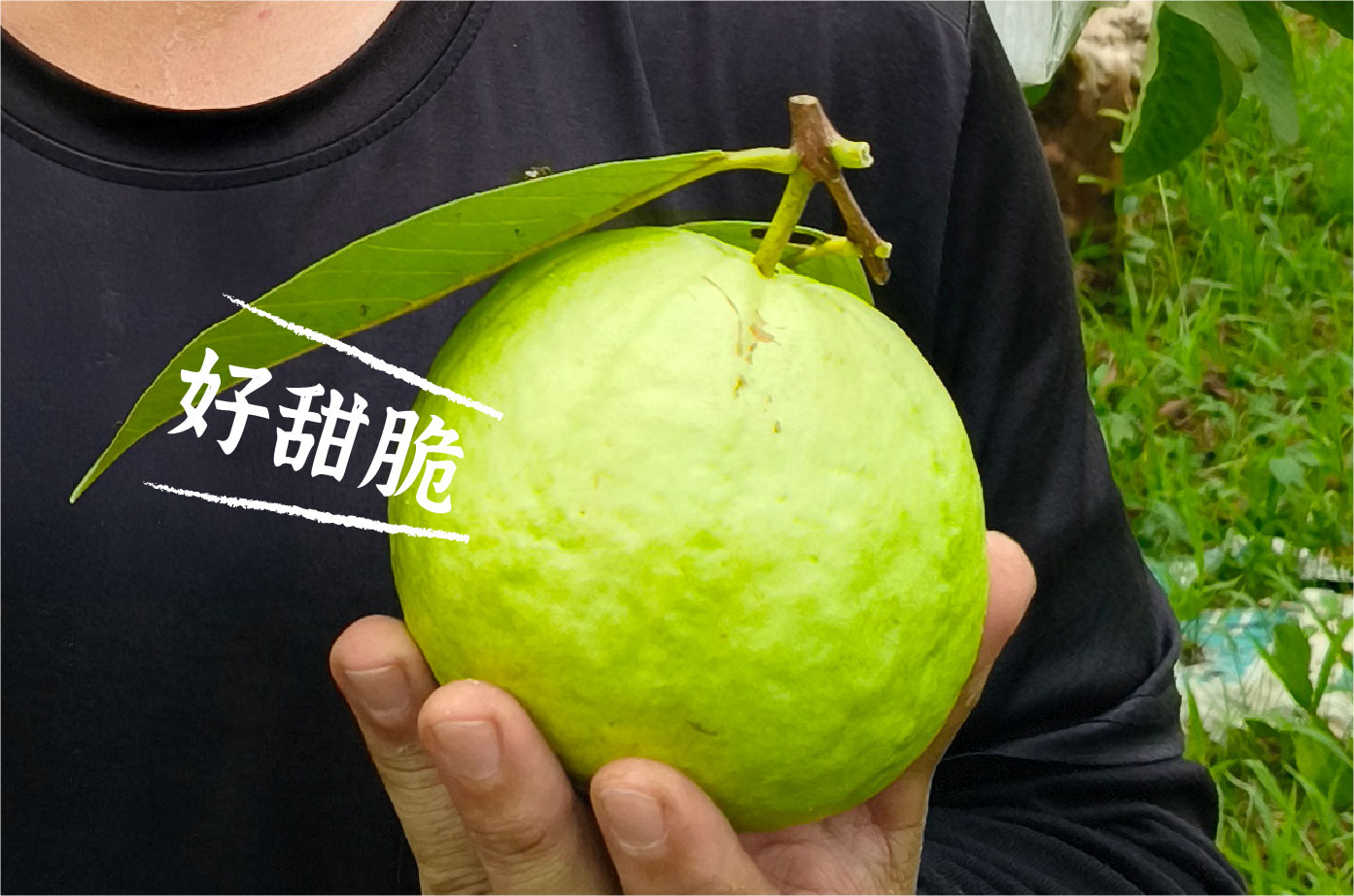 鮮摘有機芭樂
