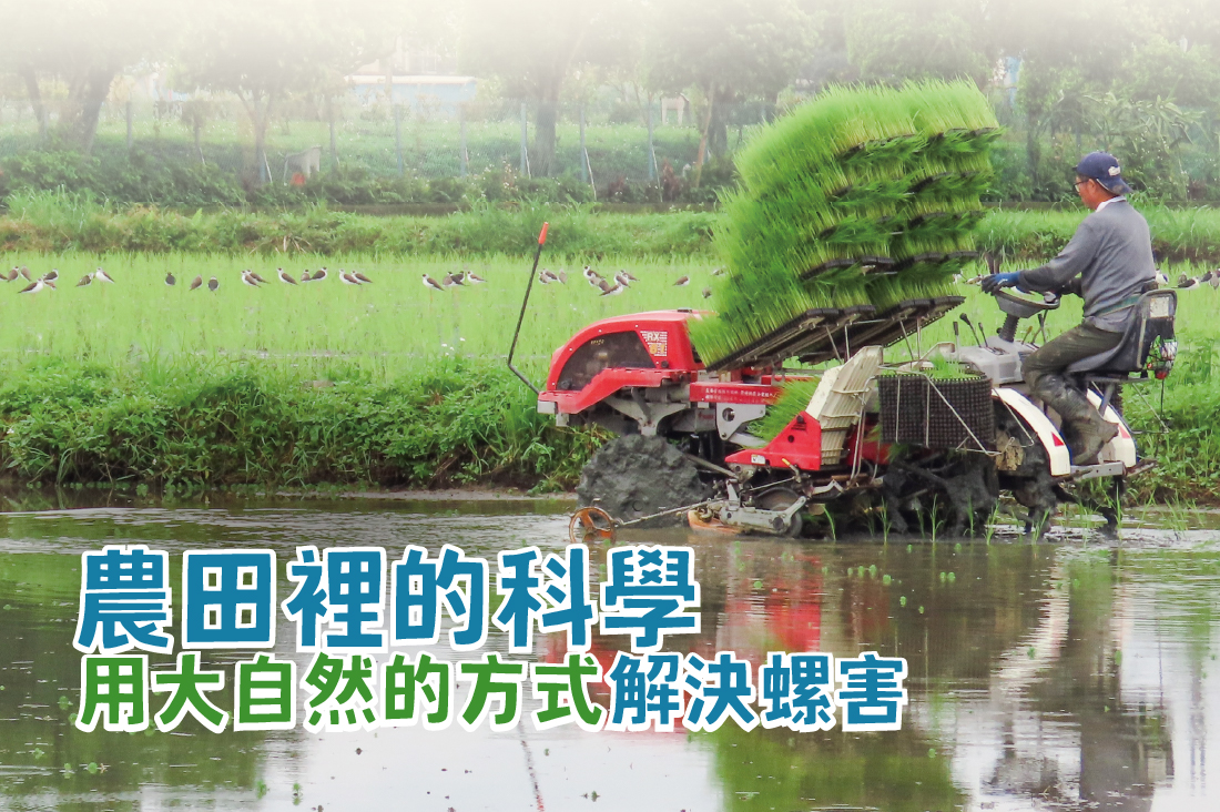 「農田裡的科學」 用大自然的方式解決螺害
