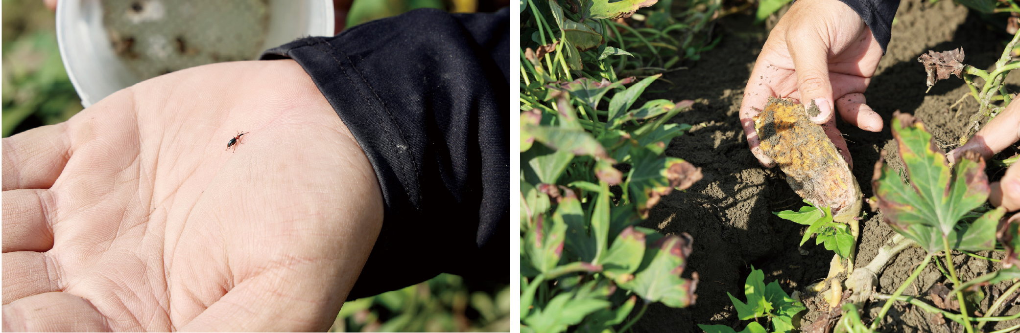(左)甘藷蟻象是地瓜的頭號敵人,農場採用性費洛蒙防治技術,藉以大幅降低危害。 (右)香甜的地瓜也引來了田鼠的覬覦與啃咬,趕也趕不走,索性轉念與之共生,「牠們吃剩下的,才會是我們的。」