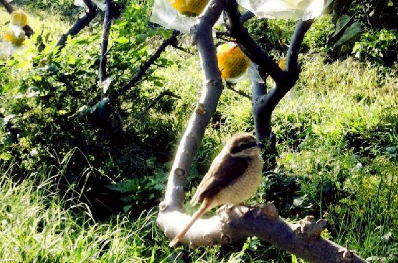 生機盎然的有機釋迦果園