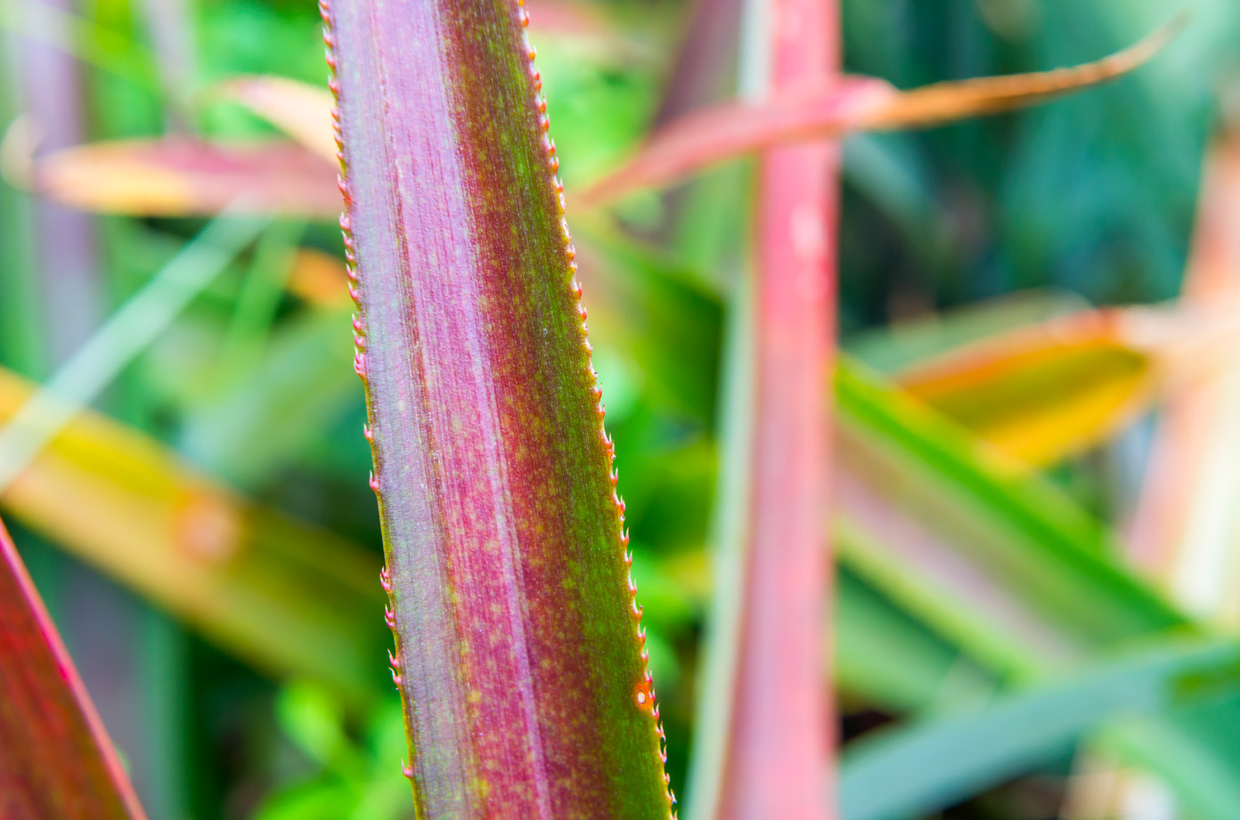 鋒利的鳳梨葉緣 / 黃基峰攝