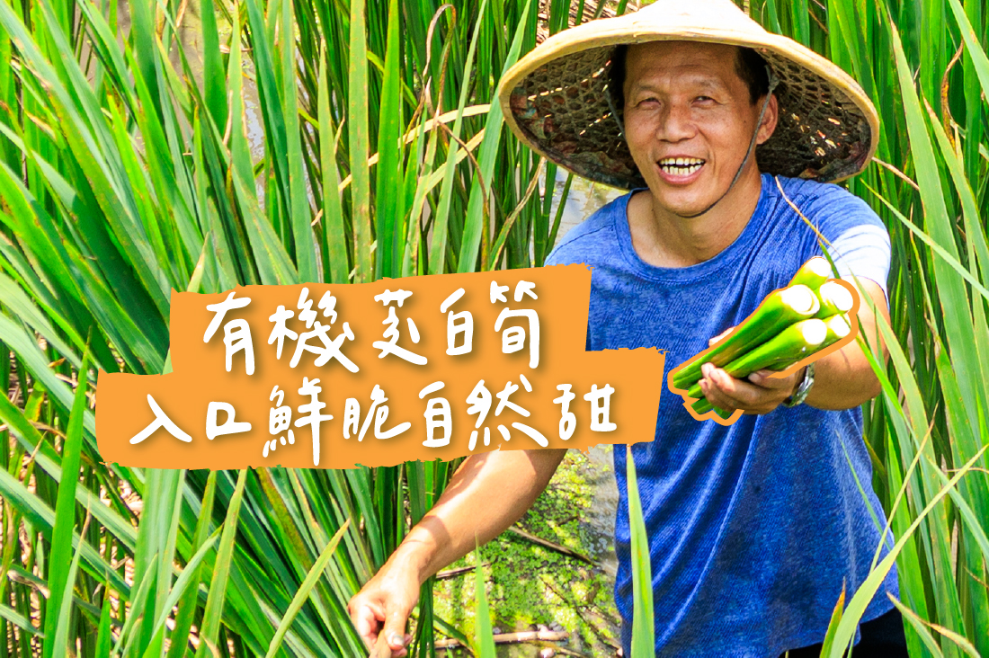 友善環境有機茭白筍 入口鮮脆自然甜