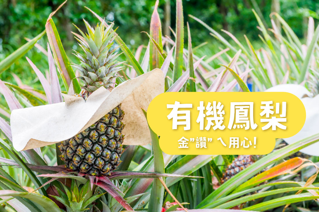有機金鑽鳳梨的酸甜用心