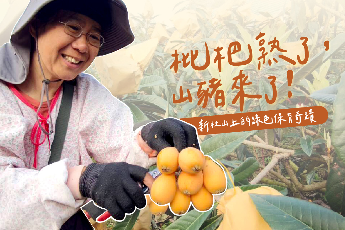 枇杷熟了，山豬來了！新社山上的綠色保育奇蹟