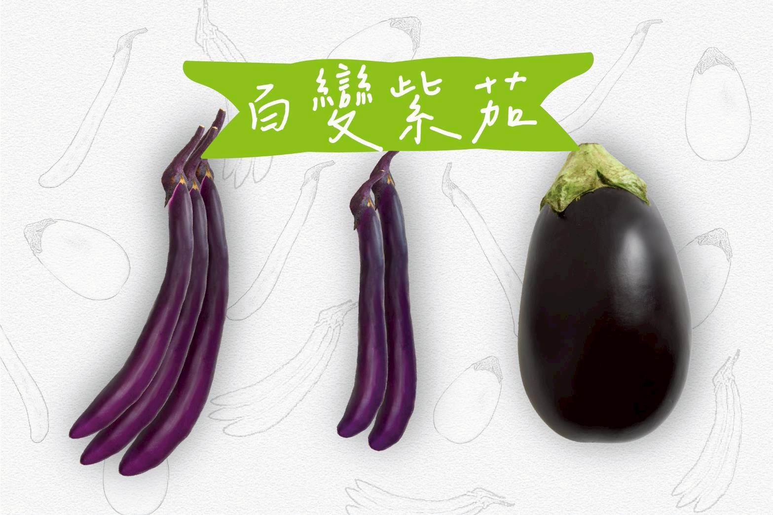 常見茄子比一比