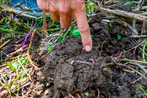 重視生物多樣性與土壤健康，有助於固碳