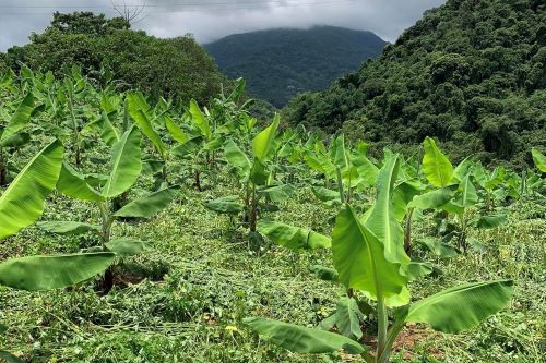 香蕉園微整地後