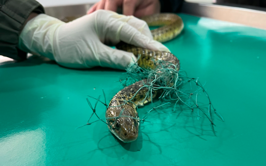 野生動物面臨被網子纏擾的困擾