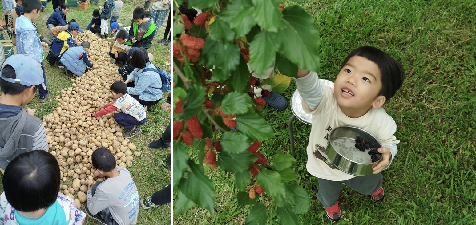 （左、右）透過食農體驗，大人小孩下田挖馬鈴薯、採桑椹，親近土地，玩得不亦樂乎。