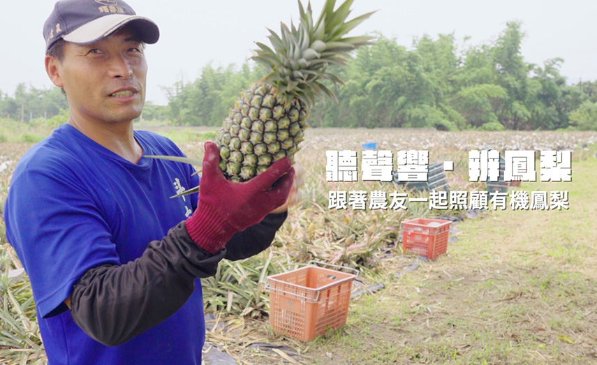 【 有機鳳梨】
跟著農友巡田區～