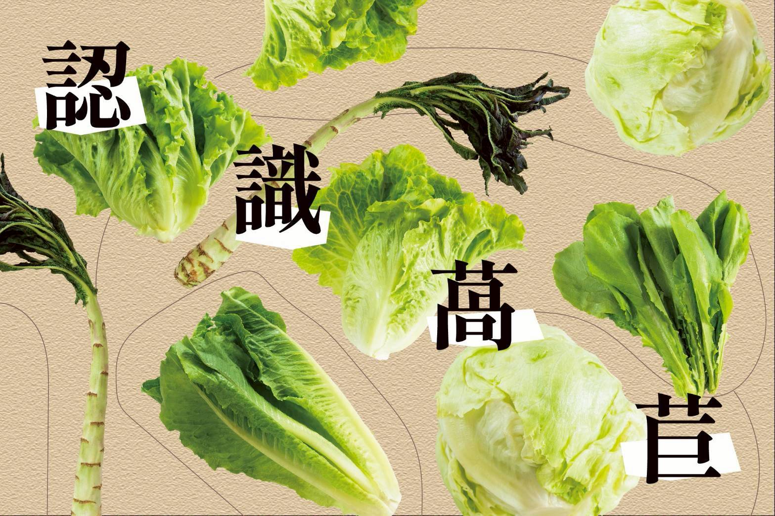 萵苣家族比一比