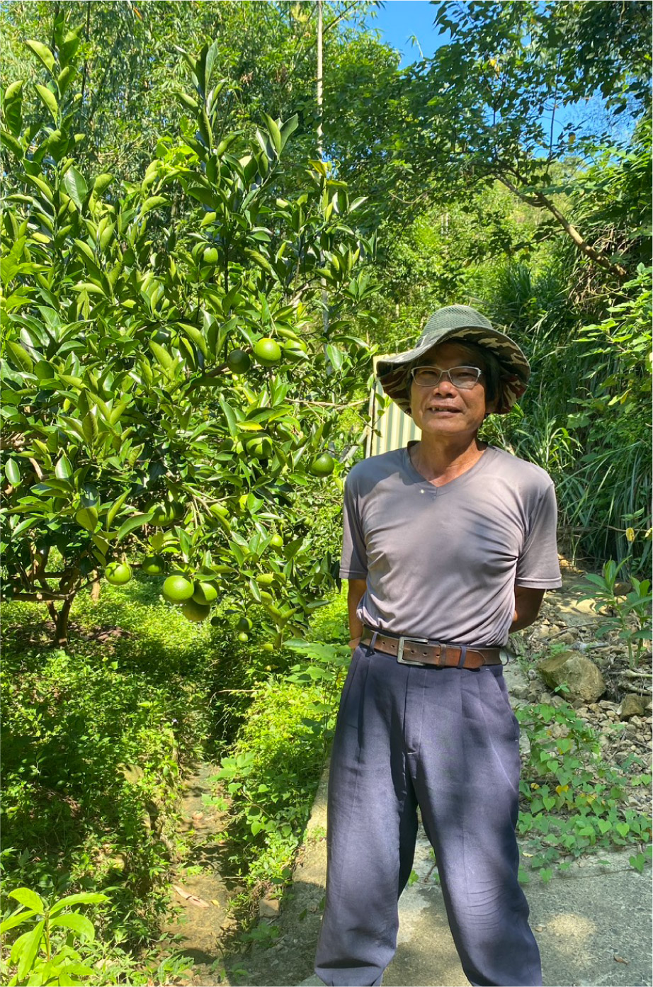 朱昌輝守護有機柳丁果園