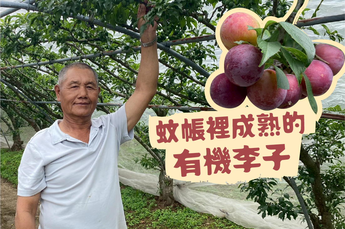 橫龍山上,在「蚊帳」裡成熟的有機李子
