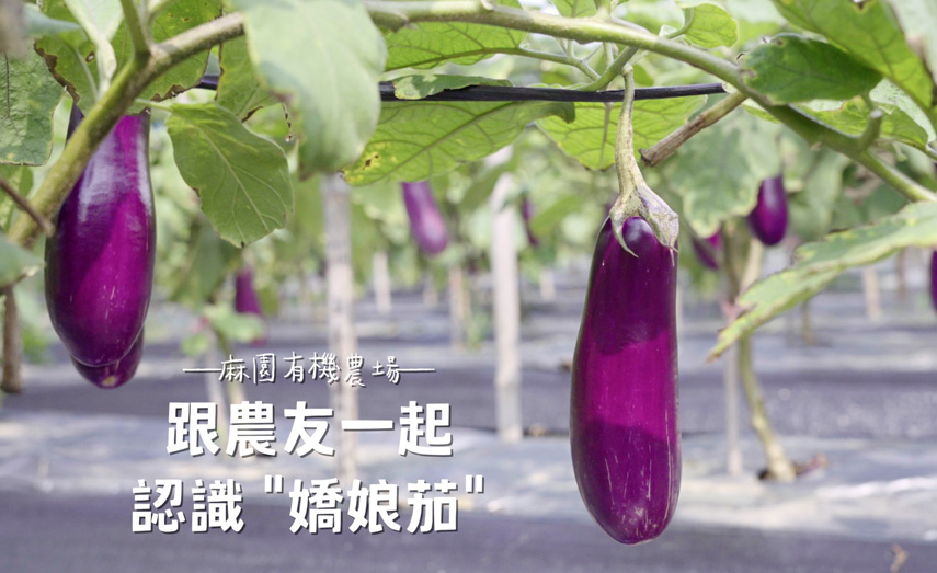 一起來認識
肉質Ｑ彈的嬌娘茄