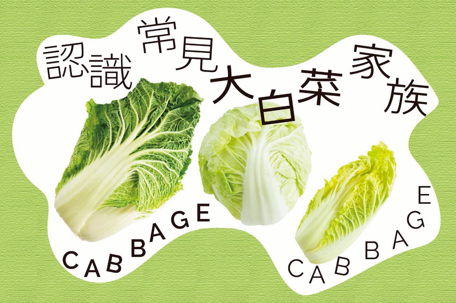 大小個頭差很大，一次搞懂結球白菜家族