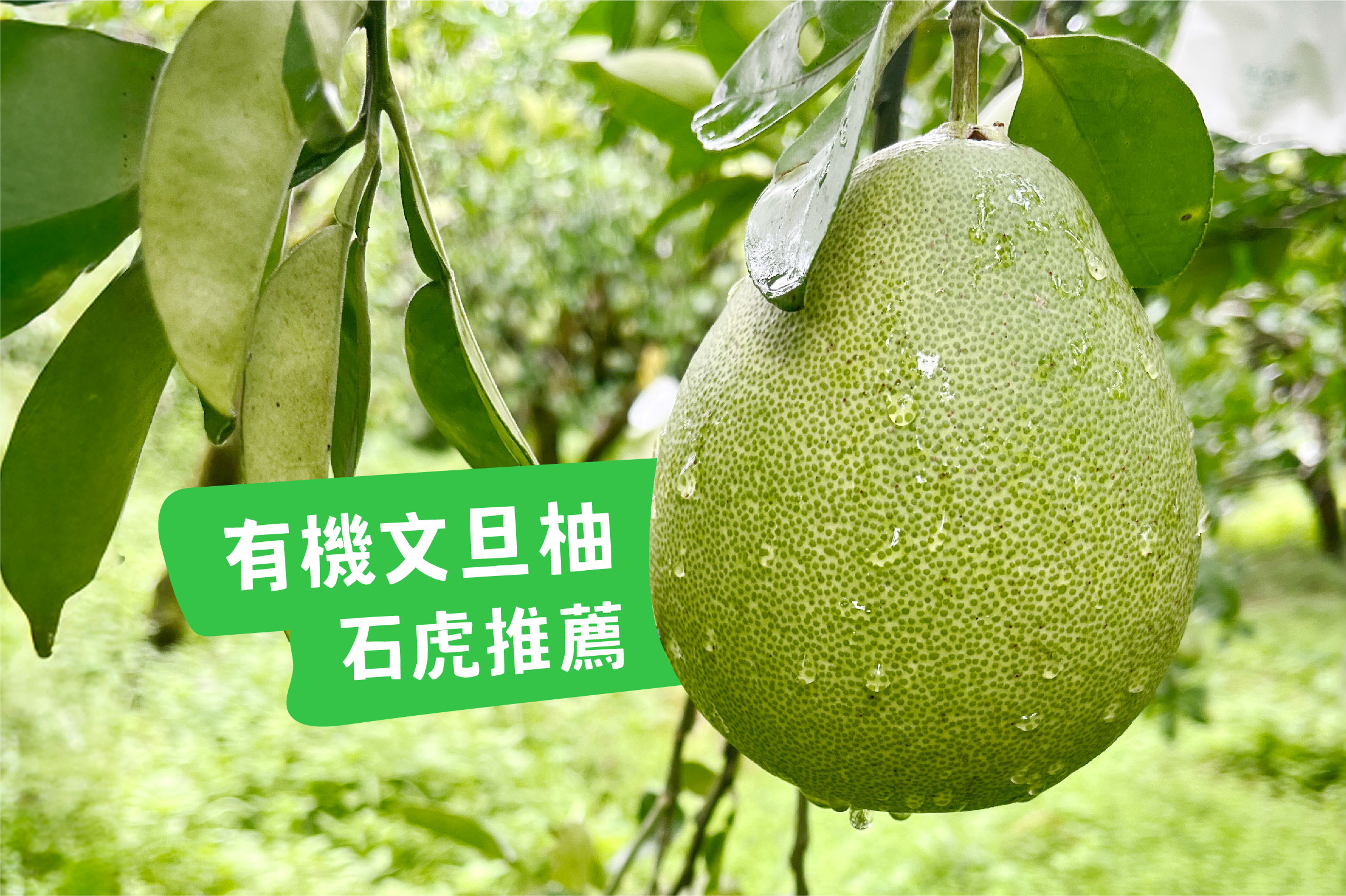 有機文旦柚 石虎都推薦