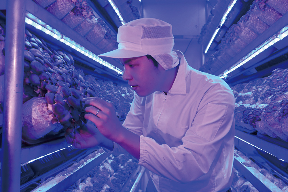 蕈優把蕈菇當晶圓仔細照料，並打造出一個完整的綠色循環經濟系統。蕈優有機黑美人菇生長環境