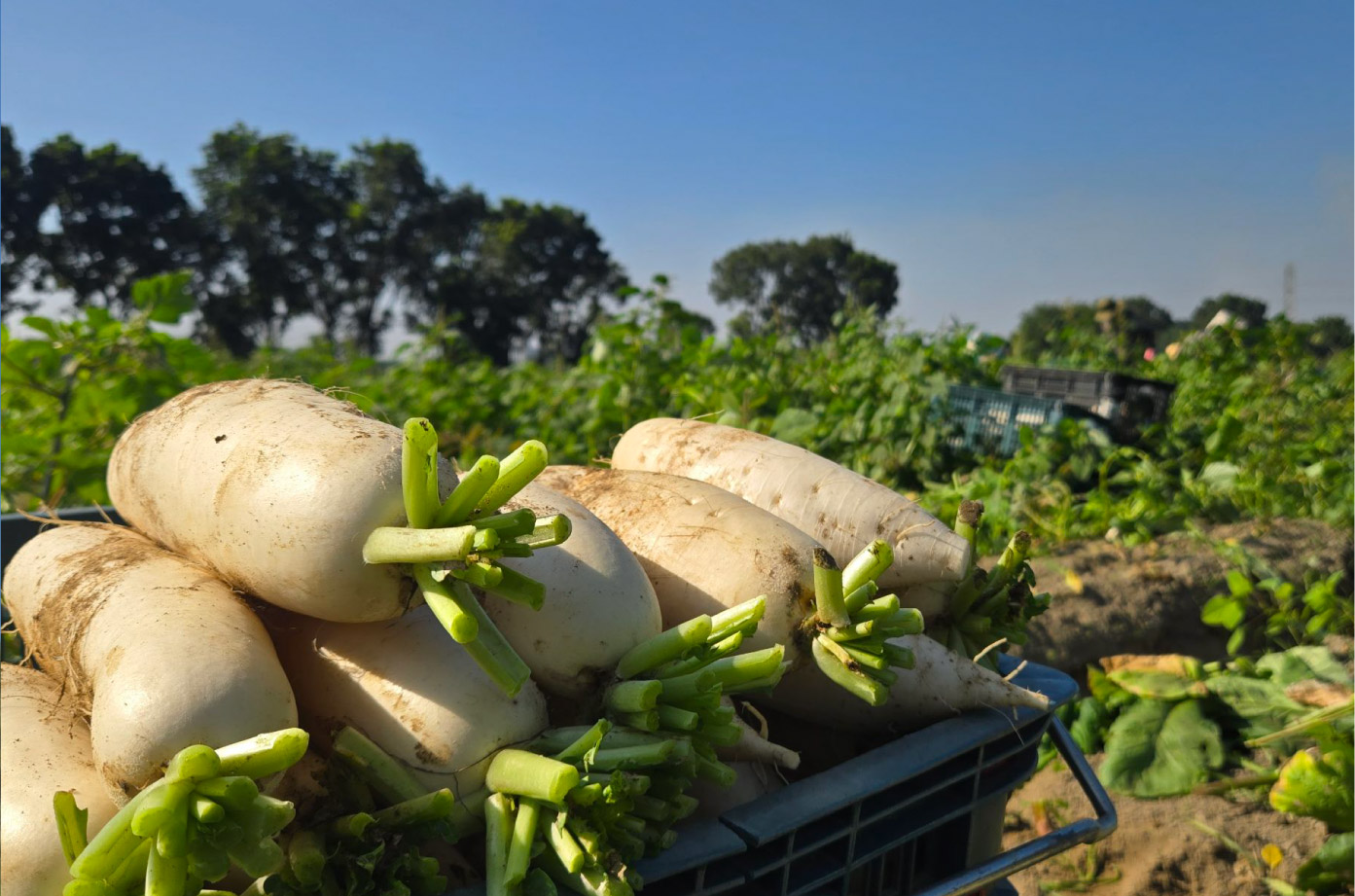 一籃籃飽滿有機白蘿蔔