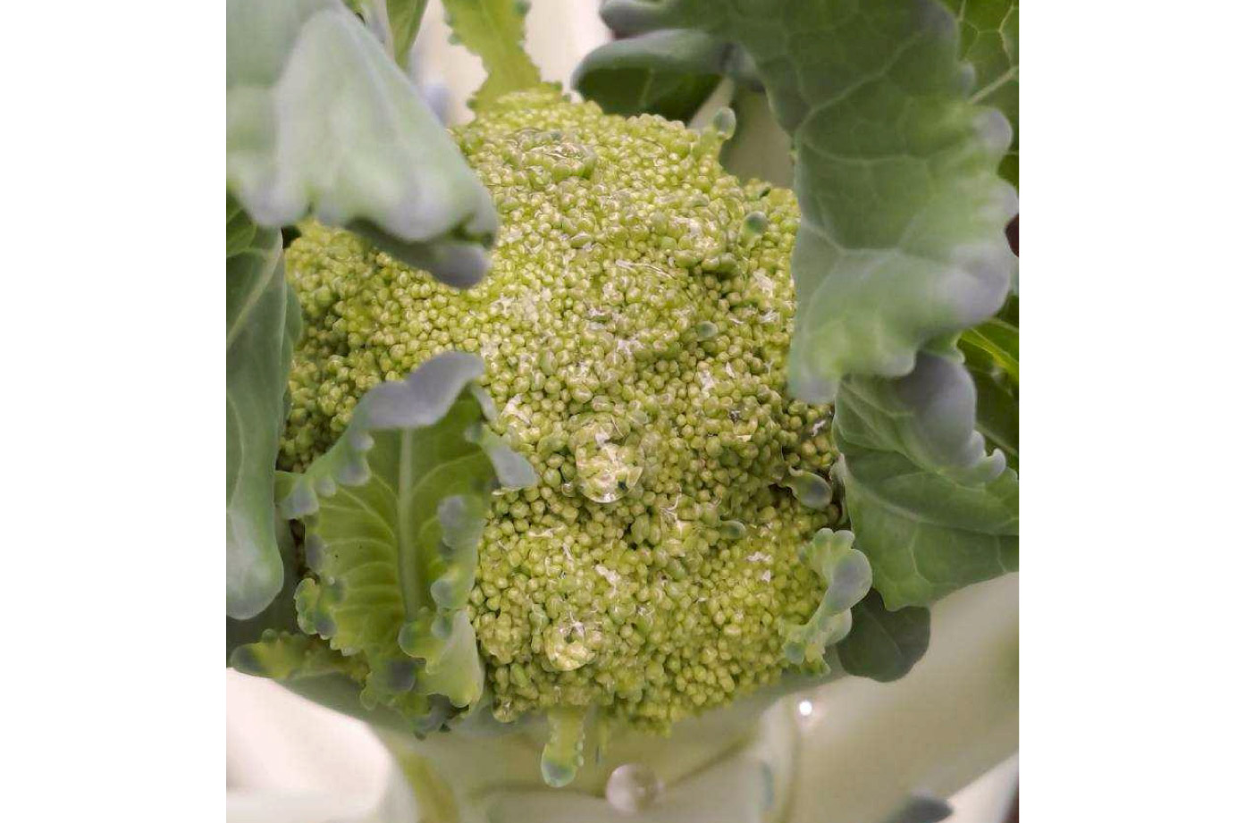成長的有機青花椰菜