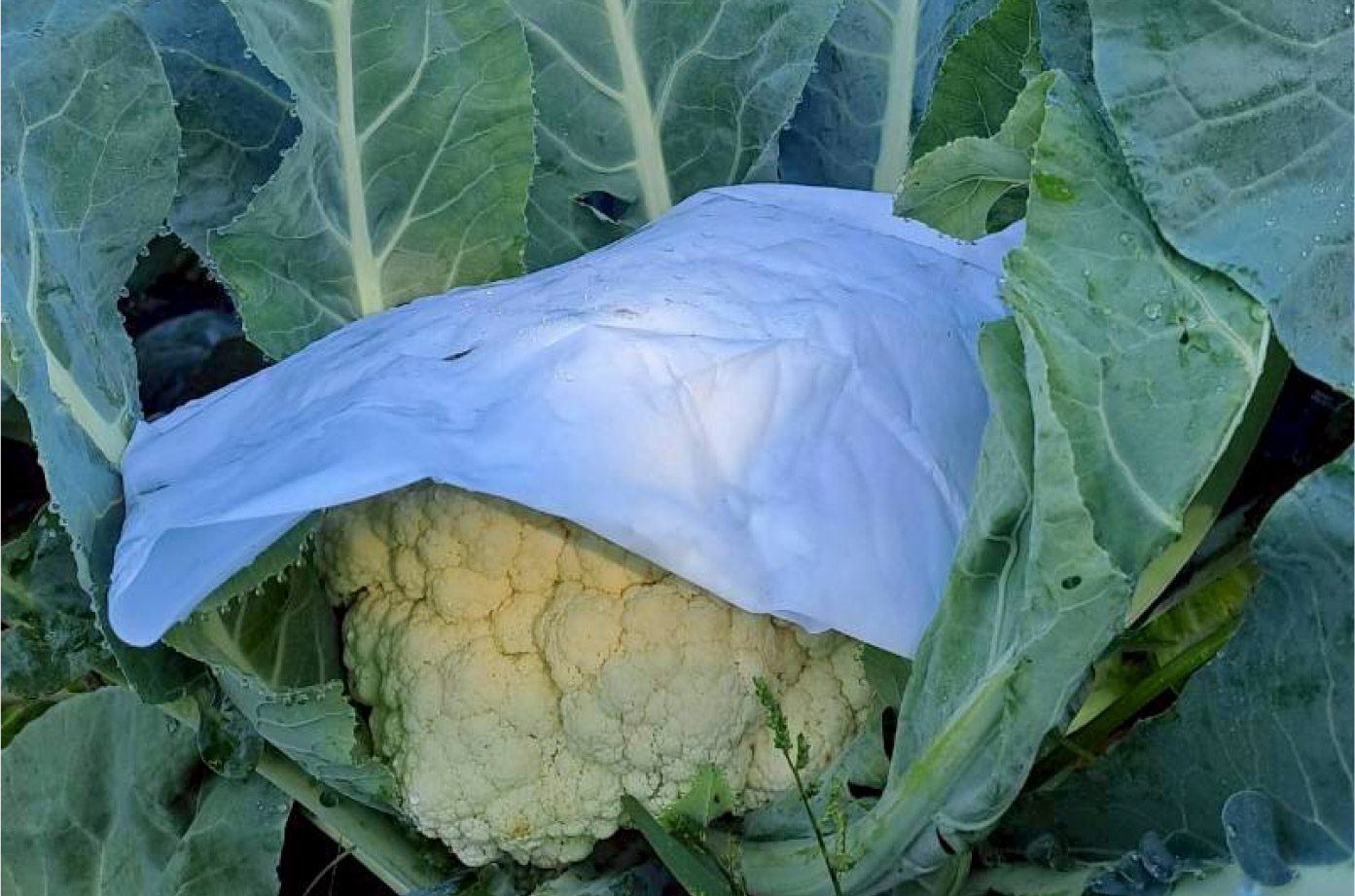 包覆防護用白紙的白花椰菜