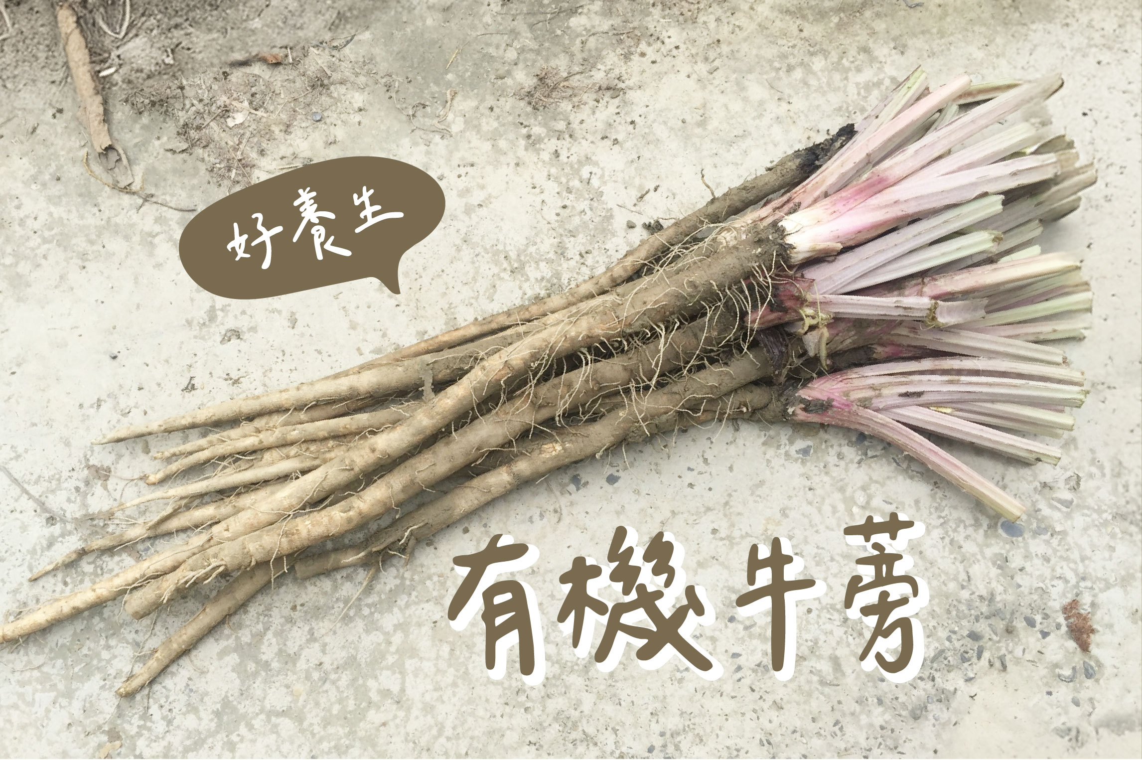 媲美人蔘的有機牛蒡!