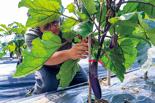 當茄子植株成長到一定高度時，就得適度將下方葉子摘除，保持良好通風，以利防治病蟲害，以及生長。