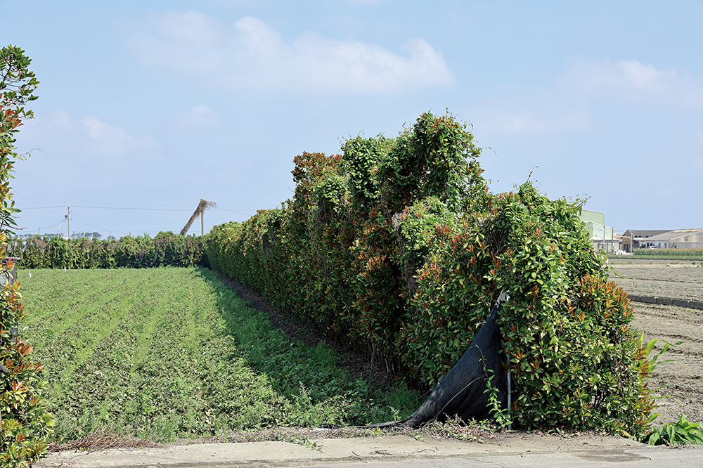 有機栽培必須避免鄰田汙染,俊輝農場與鄰田以樹叢作為天然隔離屏障,同時主動和鄰田農友溝通理念,彼此理解,達成共好。