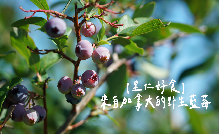 【里仁好食】來自加拿大的野生藍莓