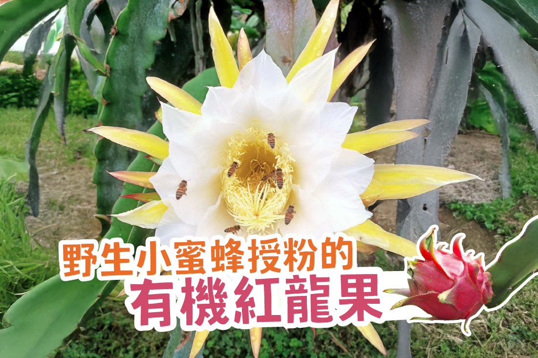 野生小蜜蜂當媒人的有機紅龍果