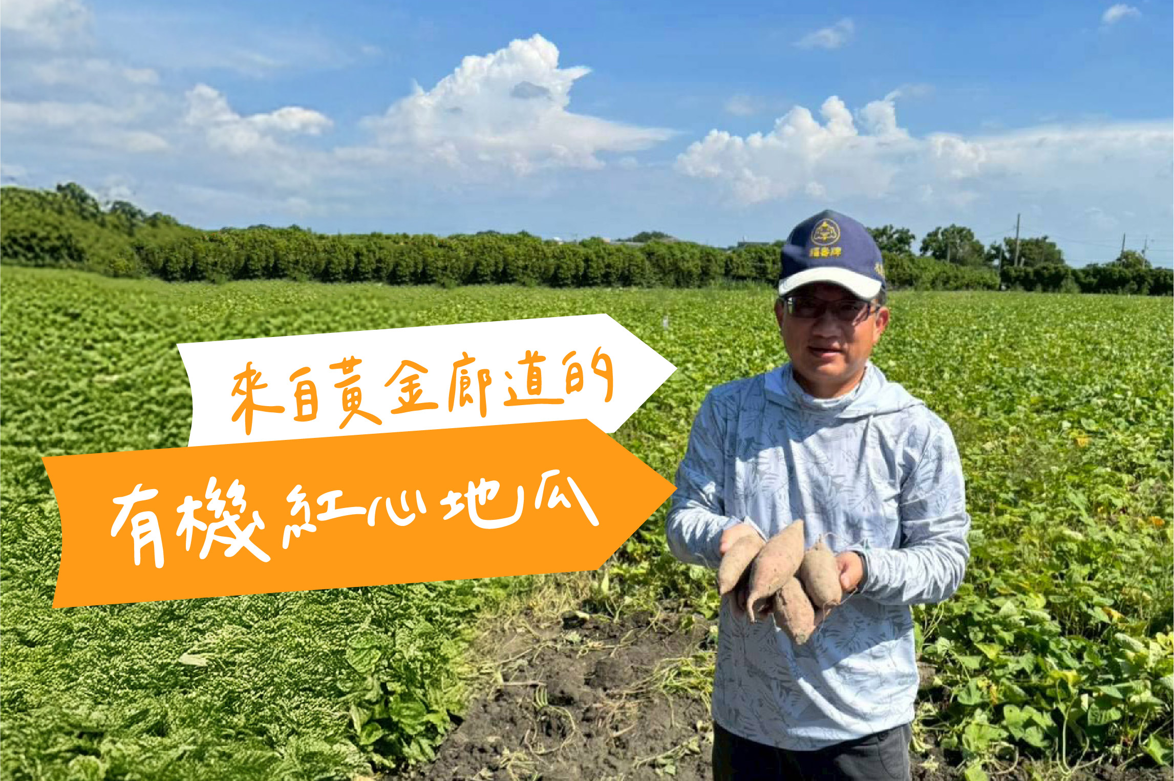 來自黃金廊道的有機紅心地瓜
