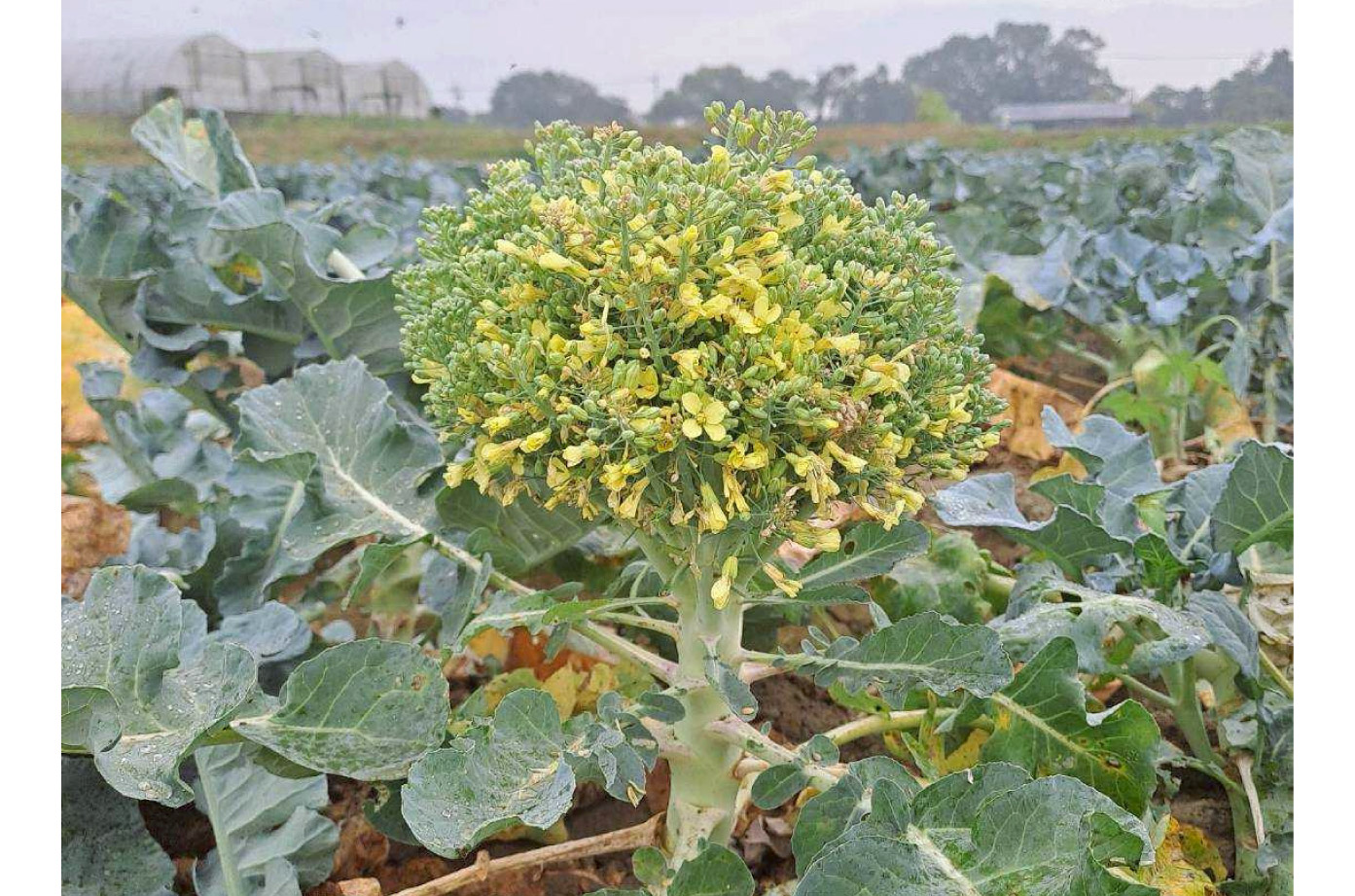 有機青花椰菜開花
