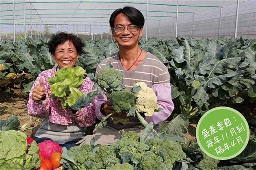 上自然農場-用歡喜心種青花菜