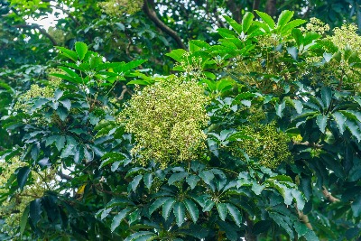 鵝掌木花