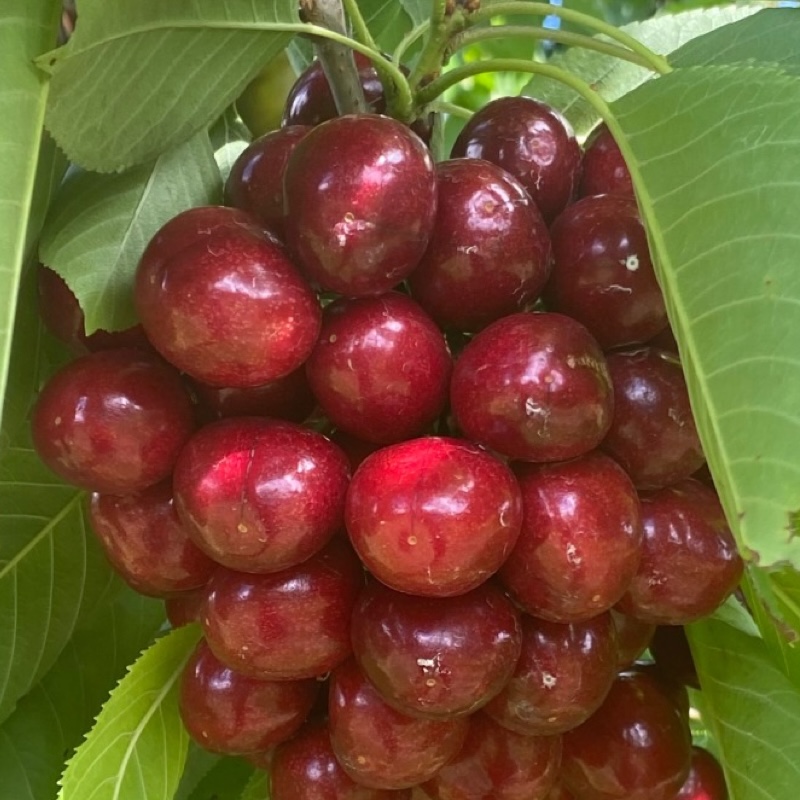 Central Otago有機櫻桃輕巧禮盒